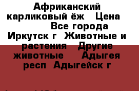 Африканский карликовый ёж › Цена ­ 6 000 - Все города, Иркутск г. Животные и растения » Другие животные   . Адыгея респ.,Адыгейск г.